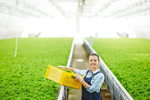 Female grower harvesting lettuce in brightly lit facility